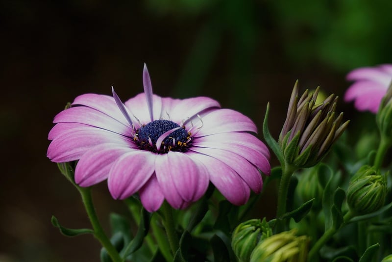 Plants