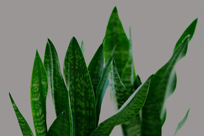 Snake plant in low-light