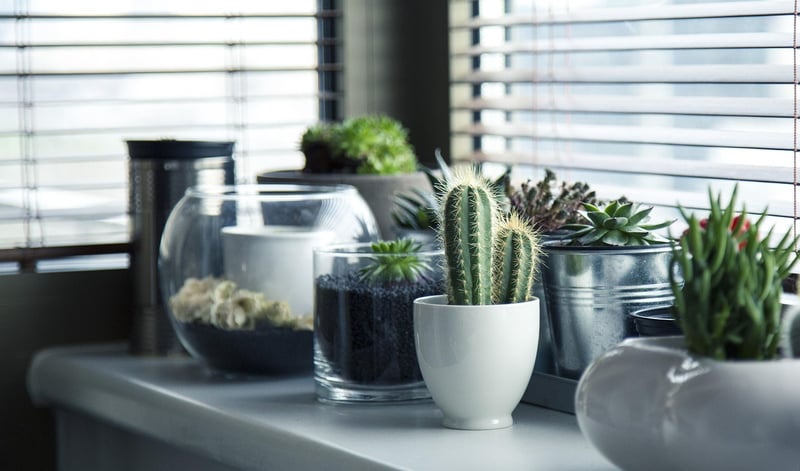 Succulents in pots